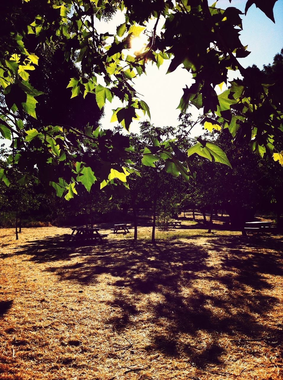 Trees on landscape against the sky