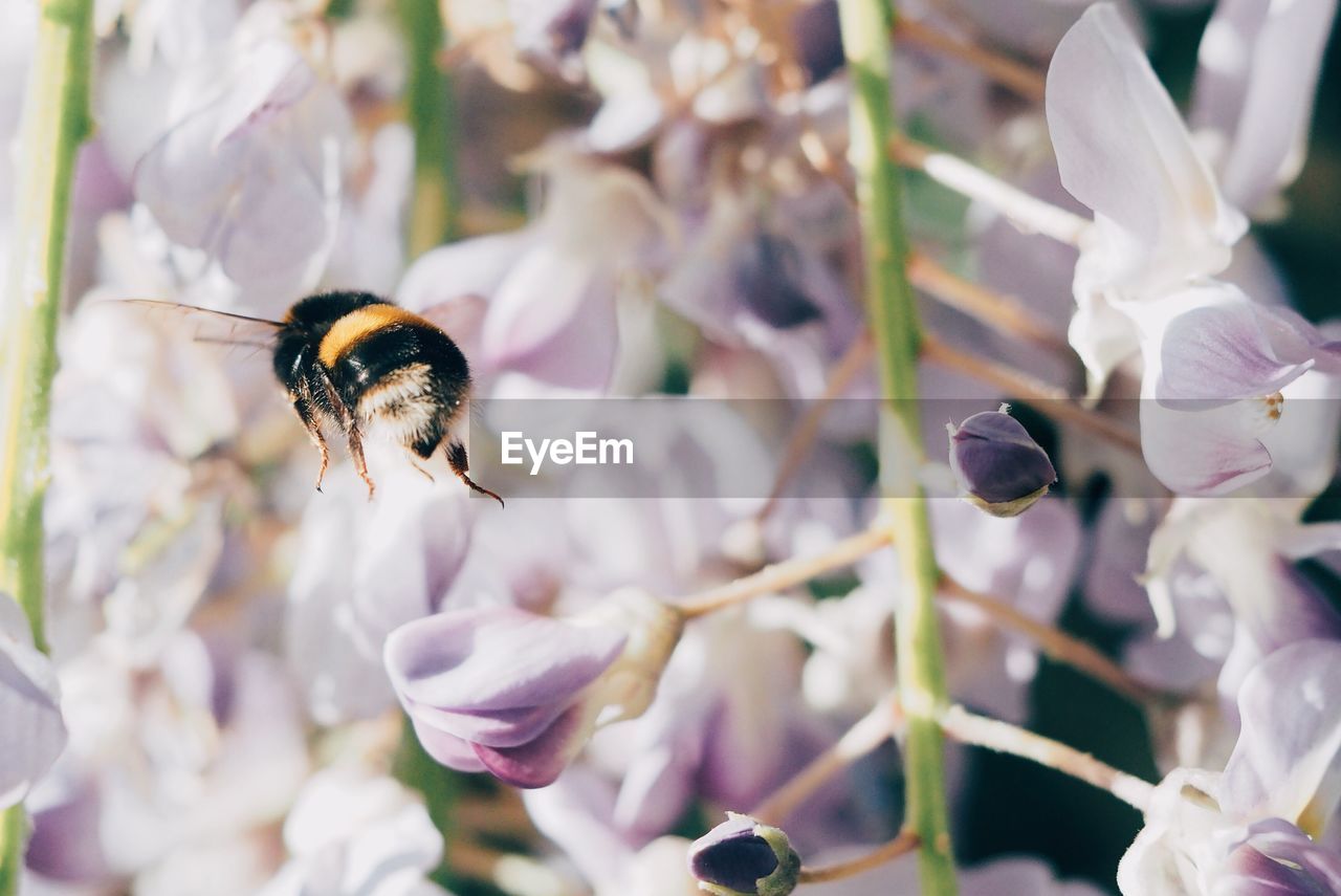 Close-up of bee flying over flowers at park