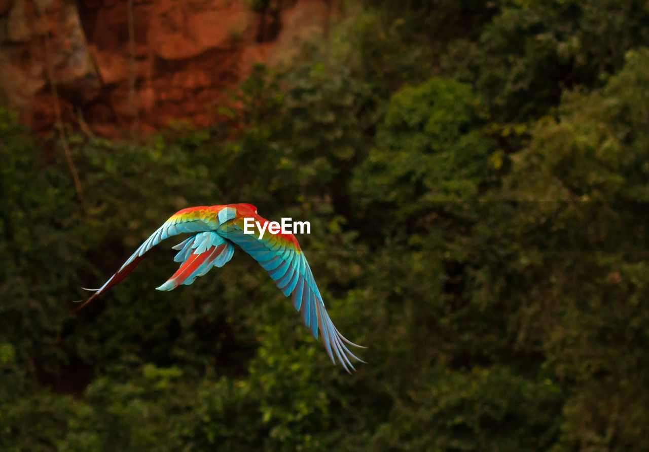 High angle view of bird flying over trees