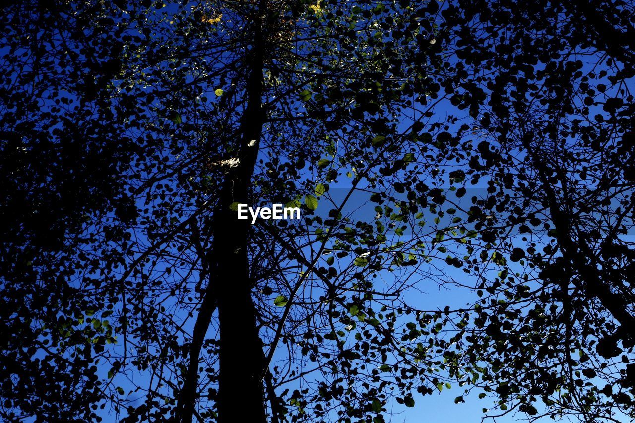 Low angle view of tree against sky