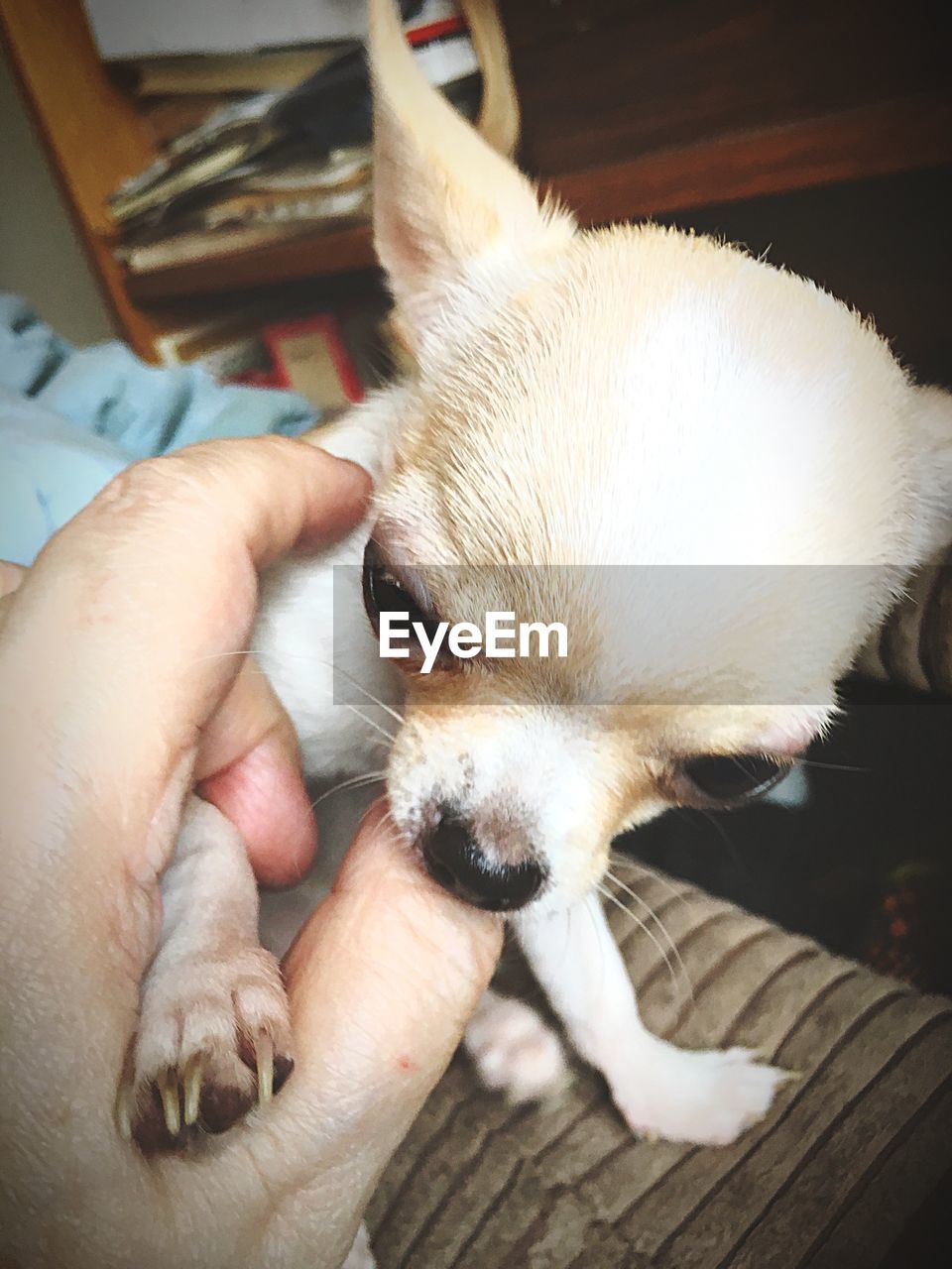 CLOSE-UP OF HAND HOLDING DOG WITH MOUTH OPEN