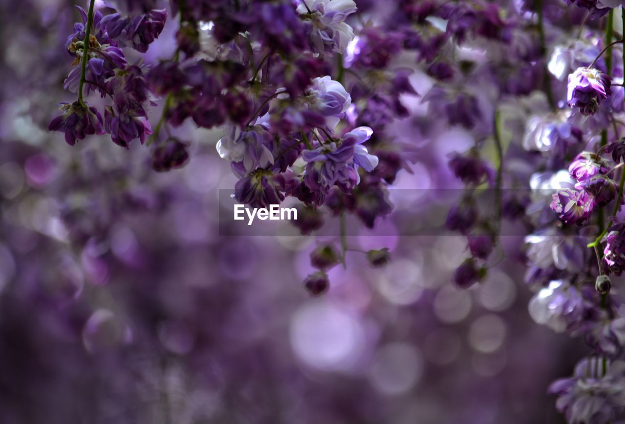 Close-up of purple flowers on branch