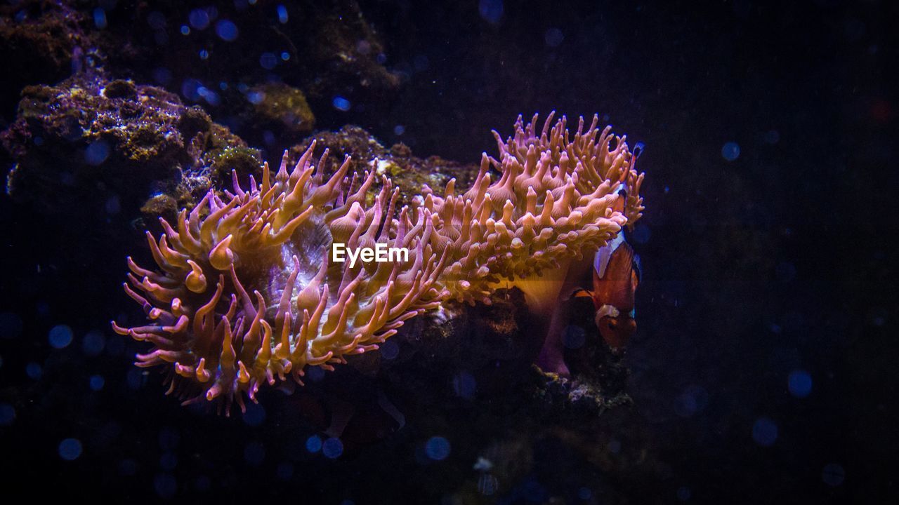 CLOSE-UP OF JELLYFISH SWIMMING UNDERWATER