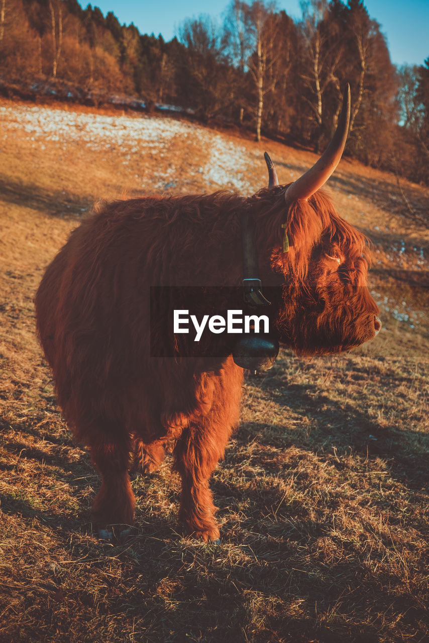 Hoghlander cow at pasture in mountain