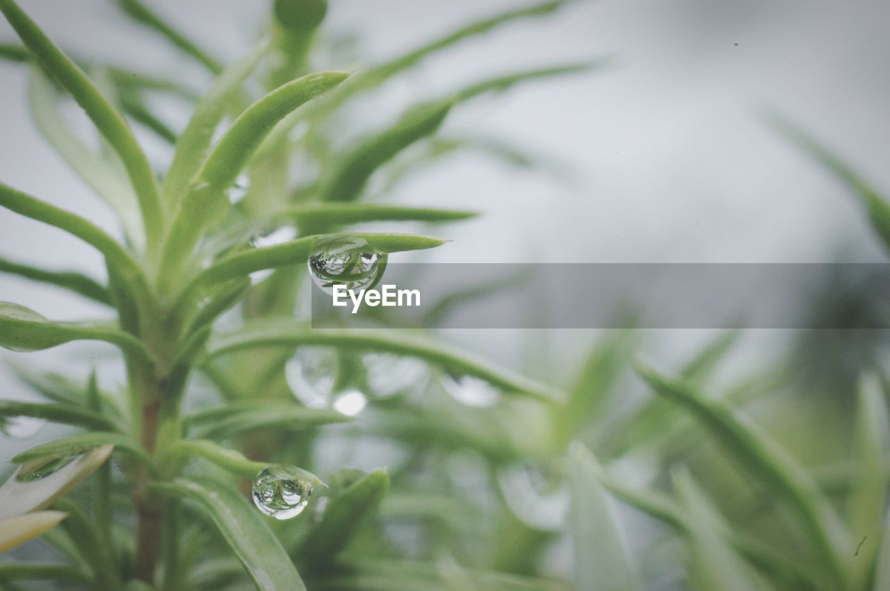 Close-up of water drops on leaf