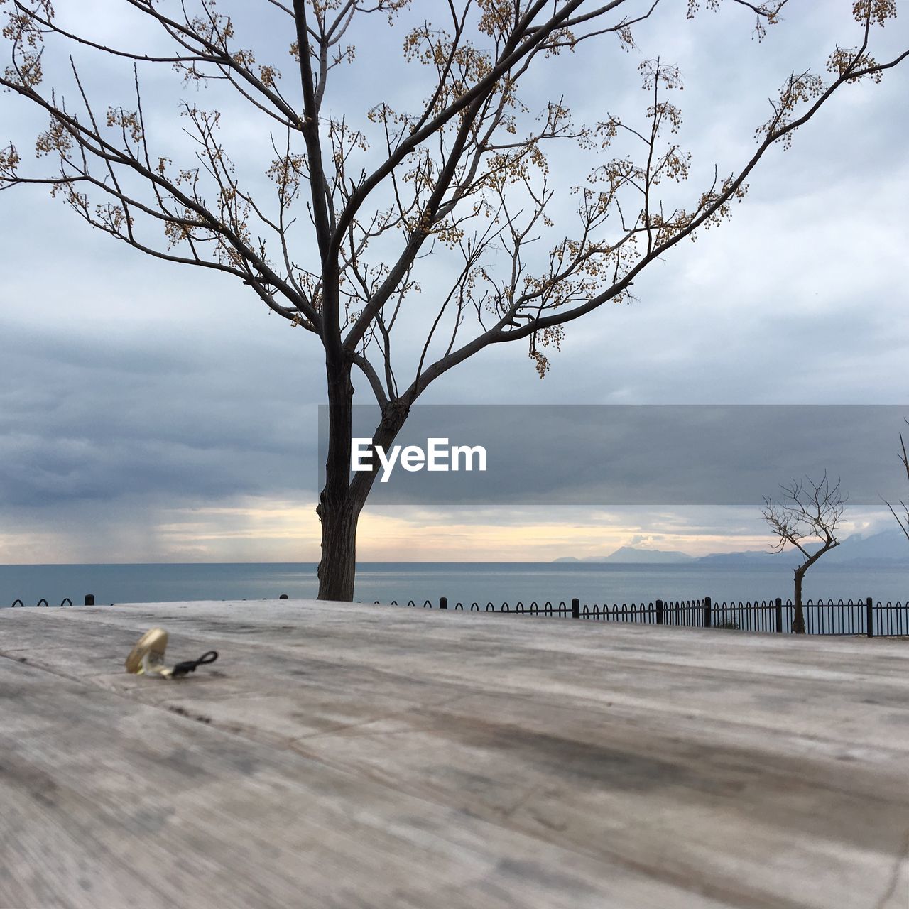 VIEW OF BARE TREE ON BEACH