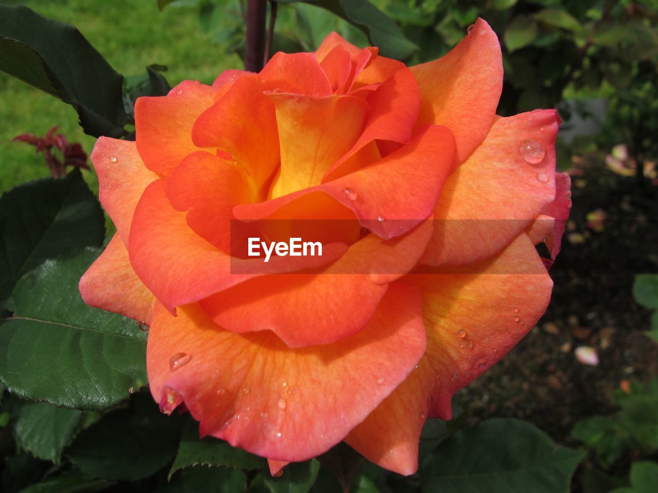 Close-up of pink rose