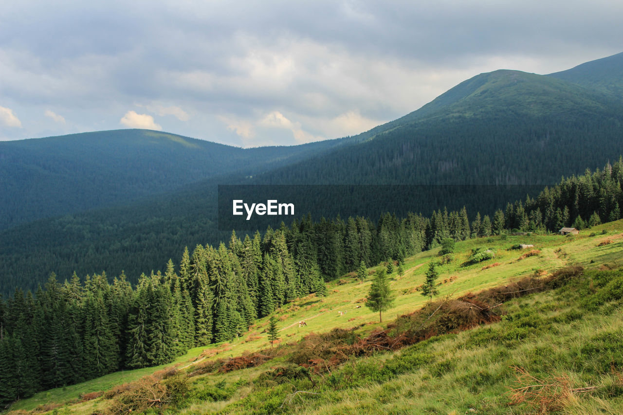 Scenic view of pine trees against sky