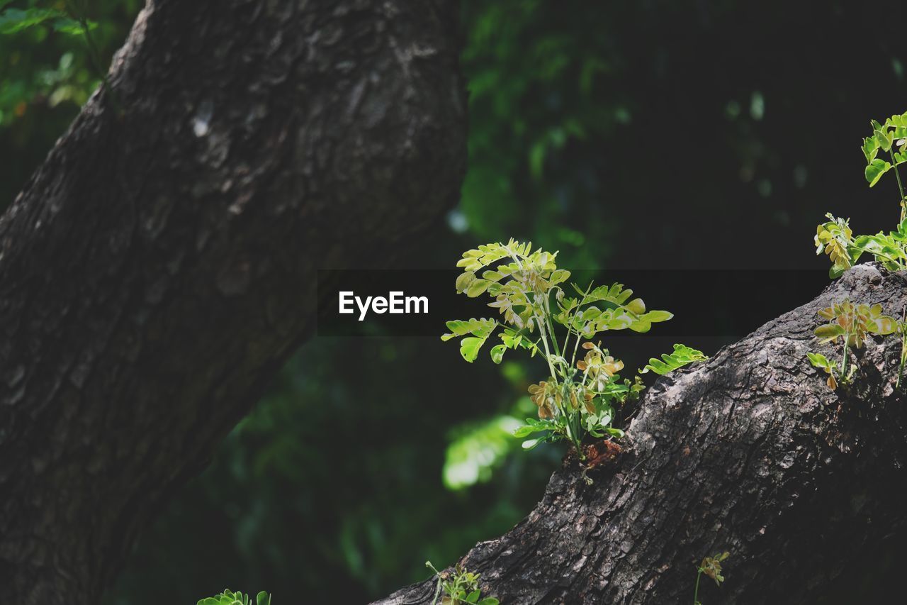 CLOSE-UP OF LICHEN GROWING ON TREE