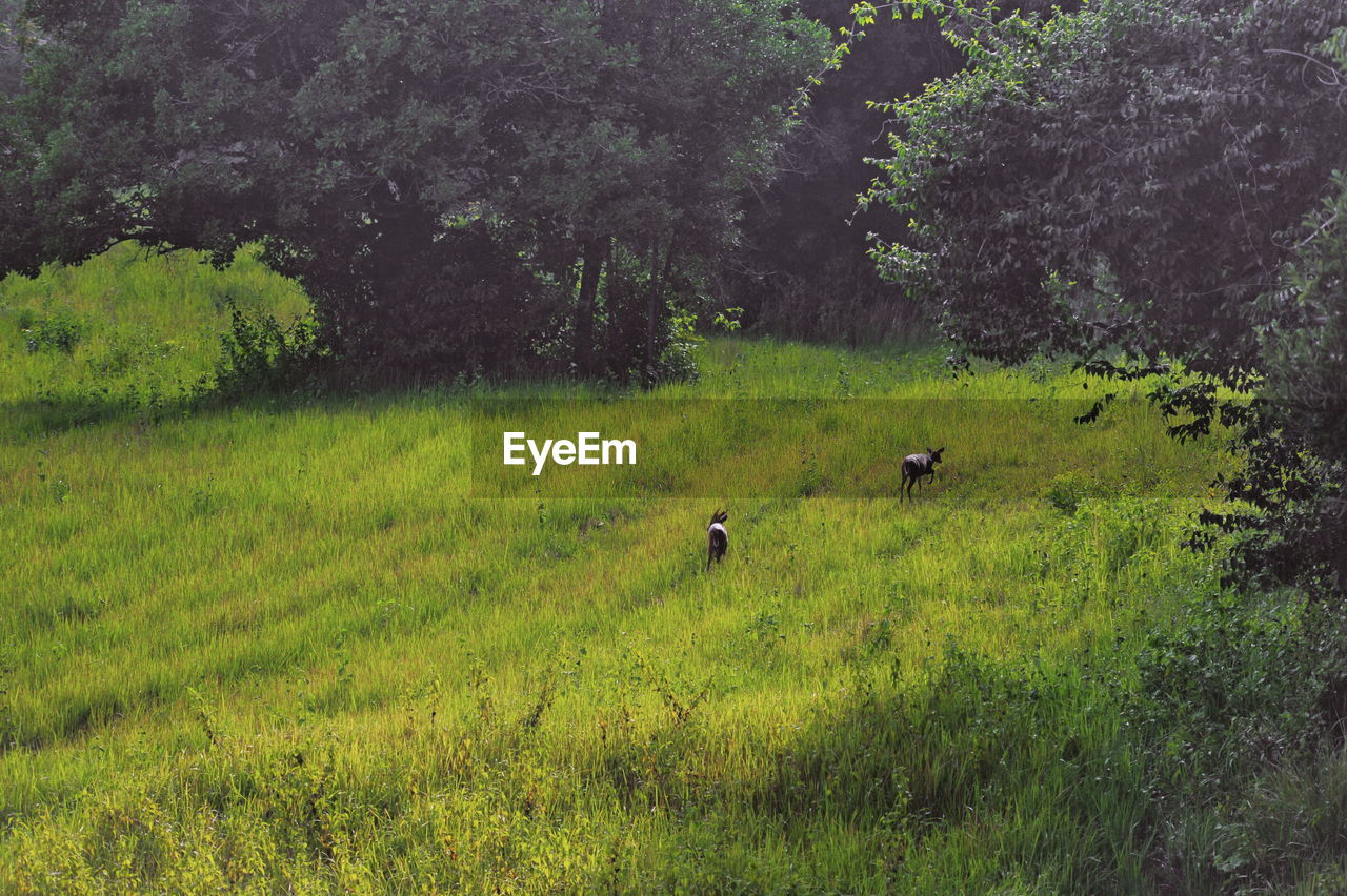 High angle view of animals on grassland