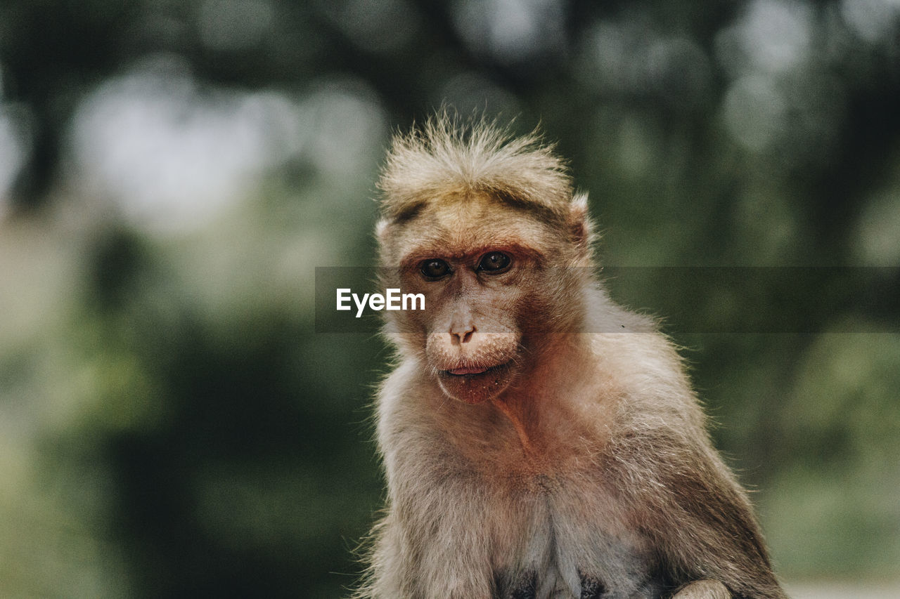 Close-up portrait of monkey