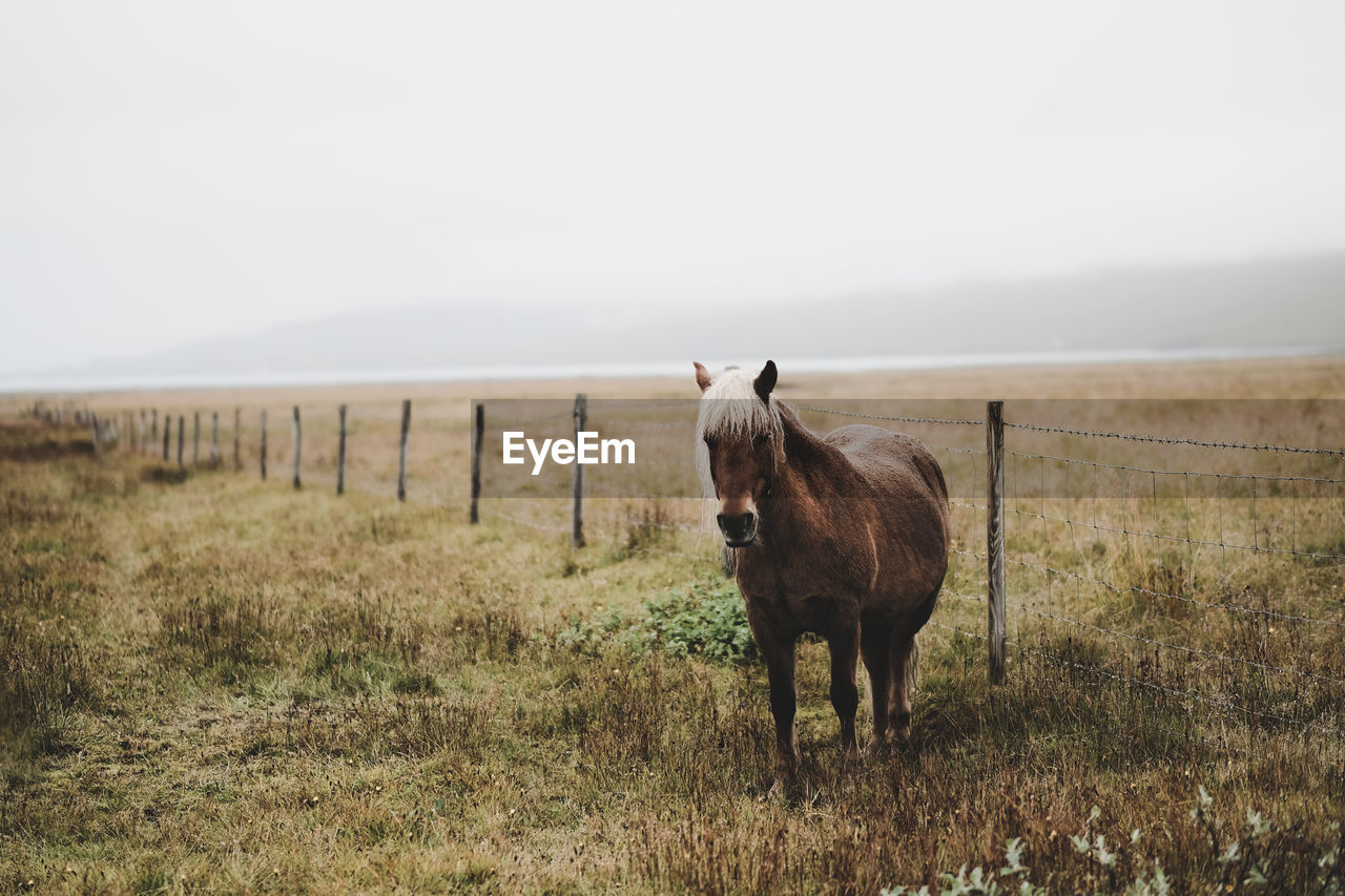 Full length of horse standing at ranch