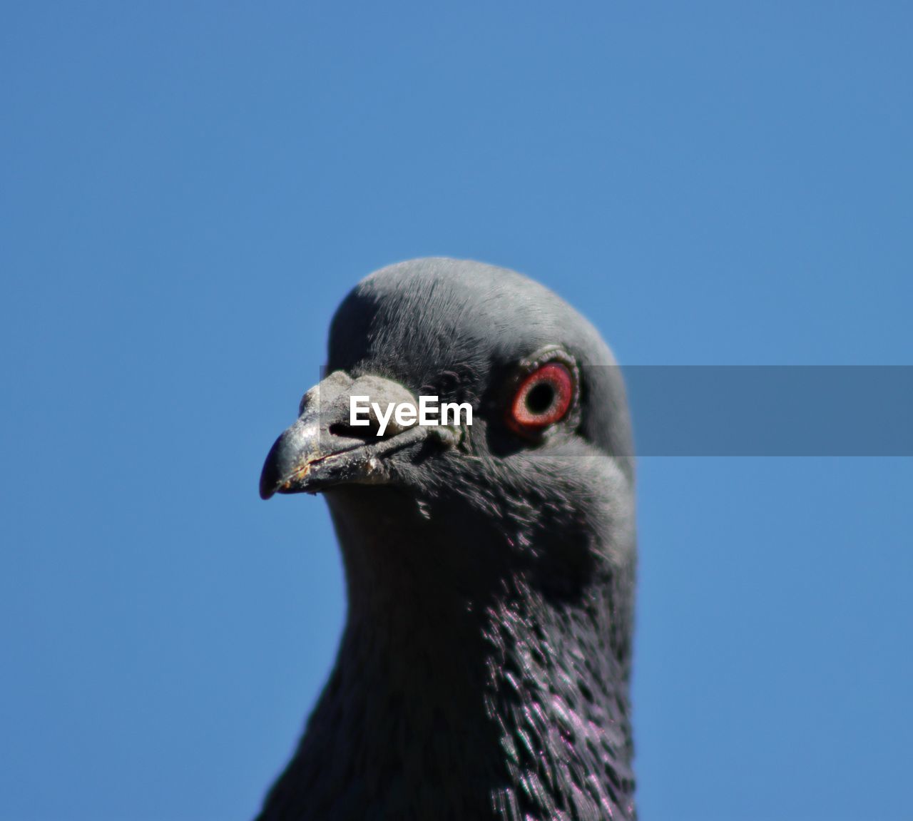 Close-up of a bird against blue sky