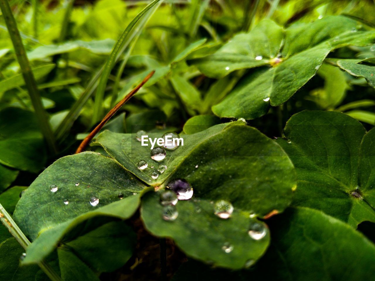 Full frame shot of plants