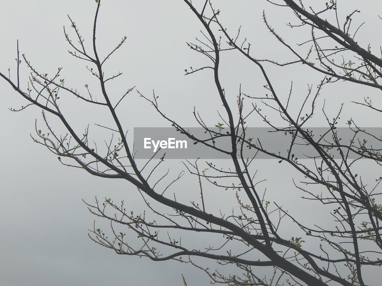 Low angle view of tree against sky