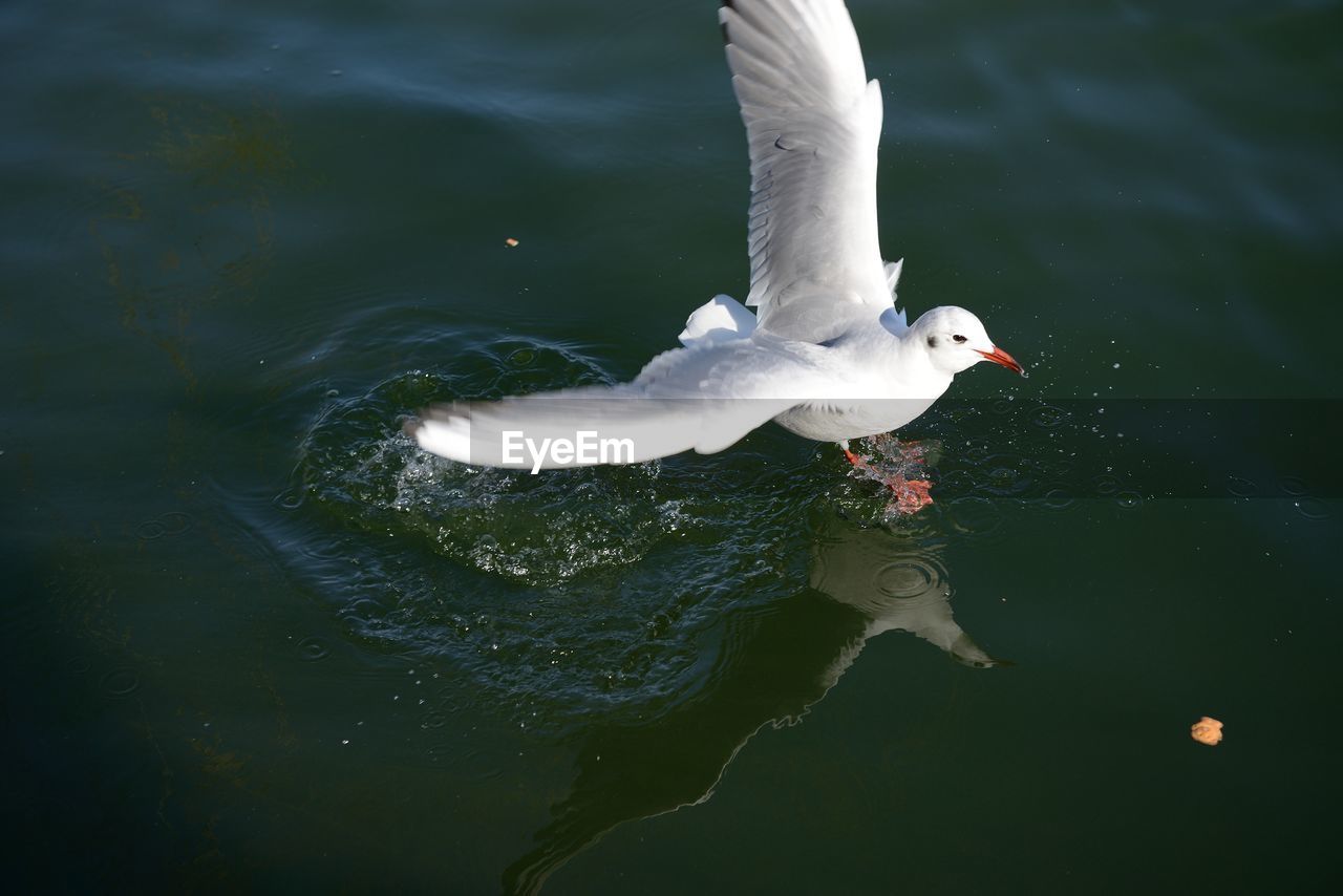 High angle view of seagull on water