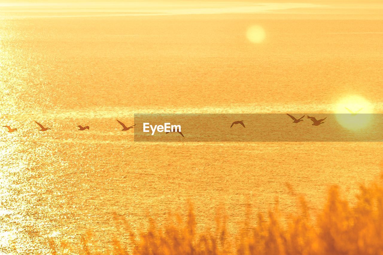 BIRDS FLYING AGAINST SUNSET SKY