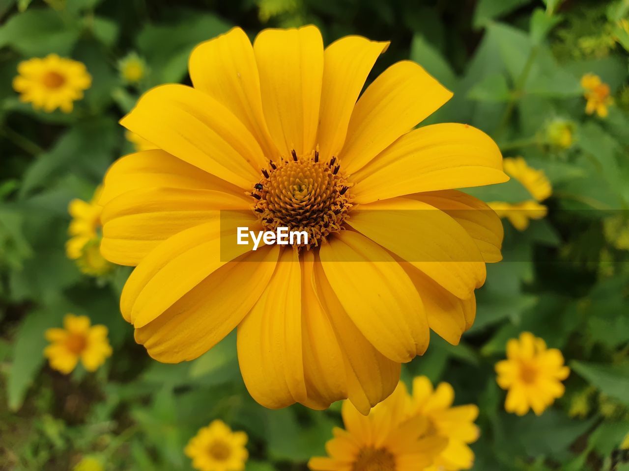 CLOSE-UP OF YELLOW ROSE