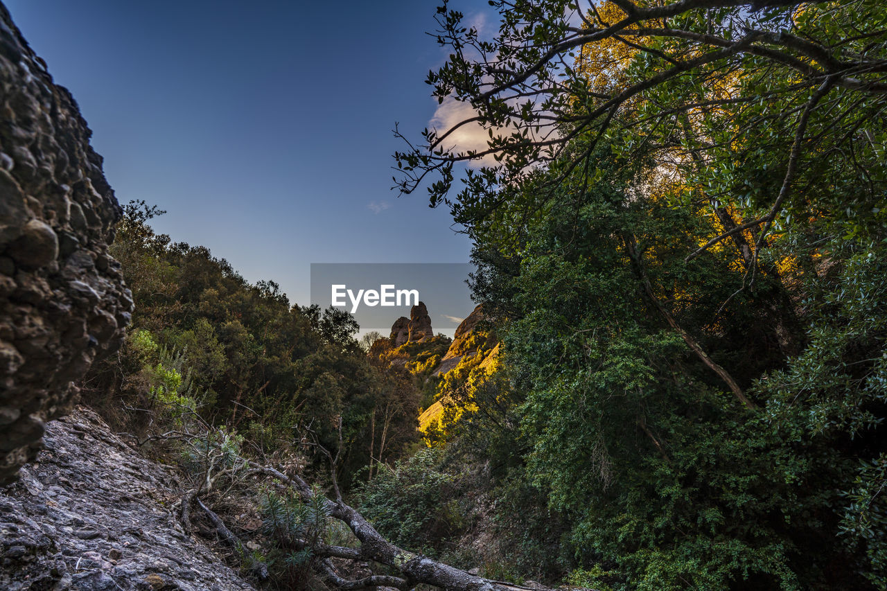 LOW ANGLE VIEW OF TREES AGAINST SKY IN FOREST