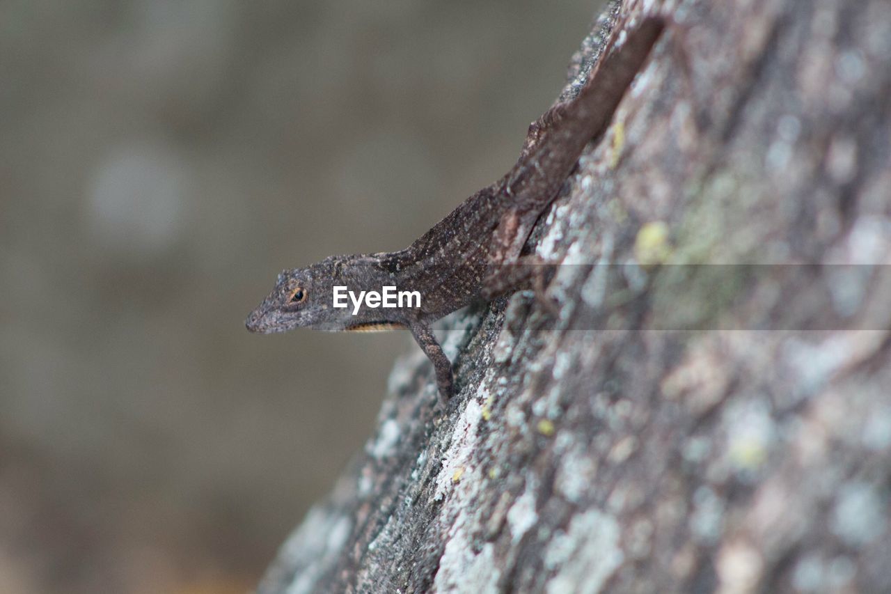 CLOSE-UP OF LIZARD ON TREE