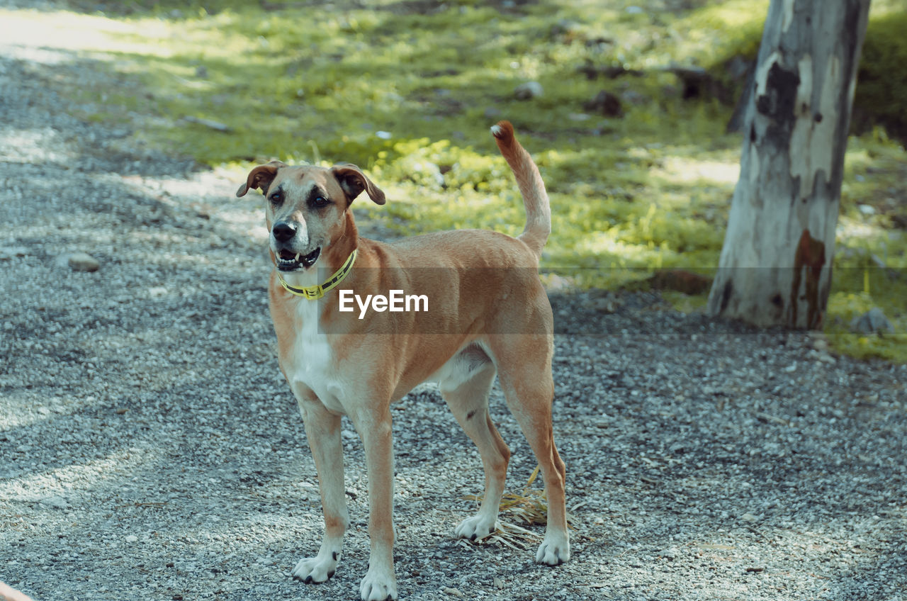 PORTRAIT OF DOG STANDING