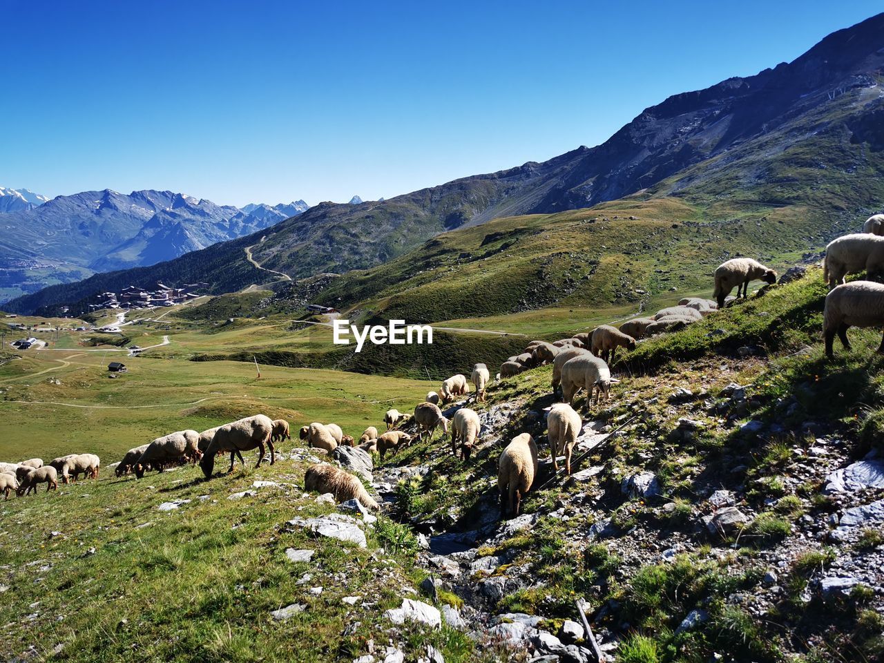 FLOCK OF SHEEP ON MOUNTAIN RANGE