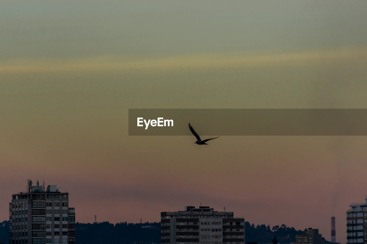 SILHOUETTE OF BIRDS FLYING IN CITY