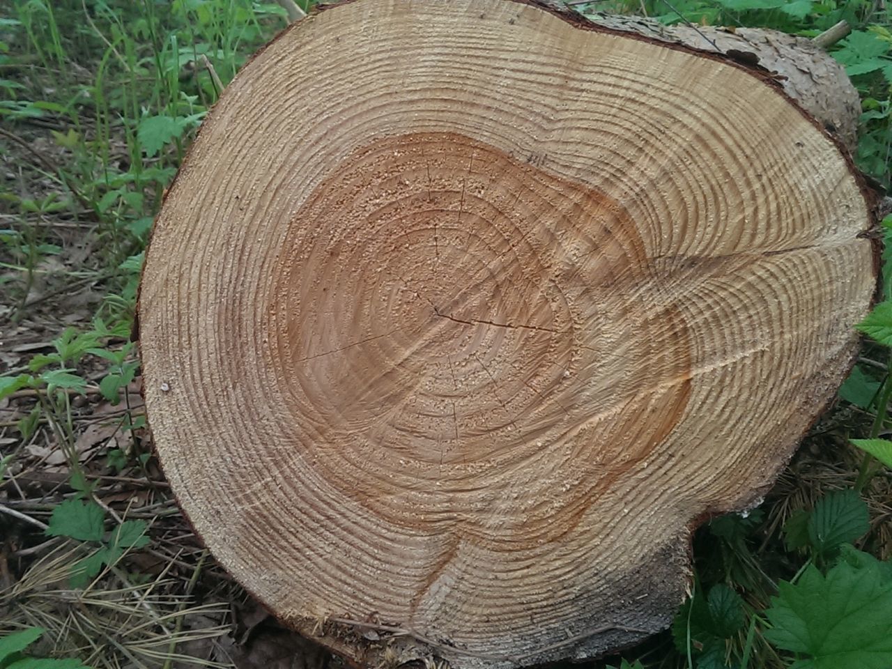 CLOSE-UP OF TREE TRUNK