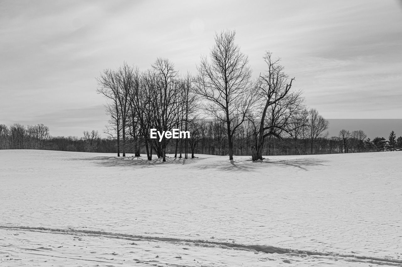 Bare tree on snow covered field