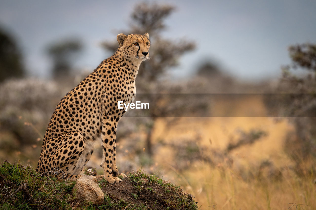 Cheetah on land