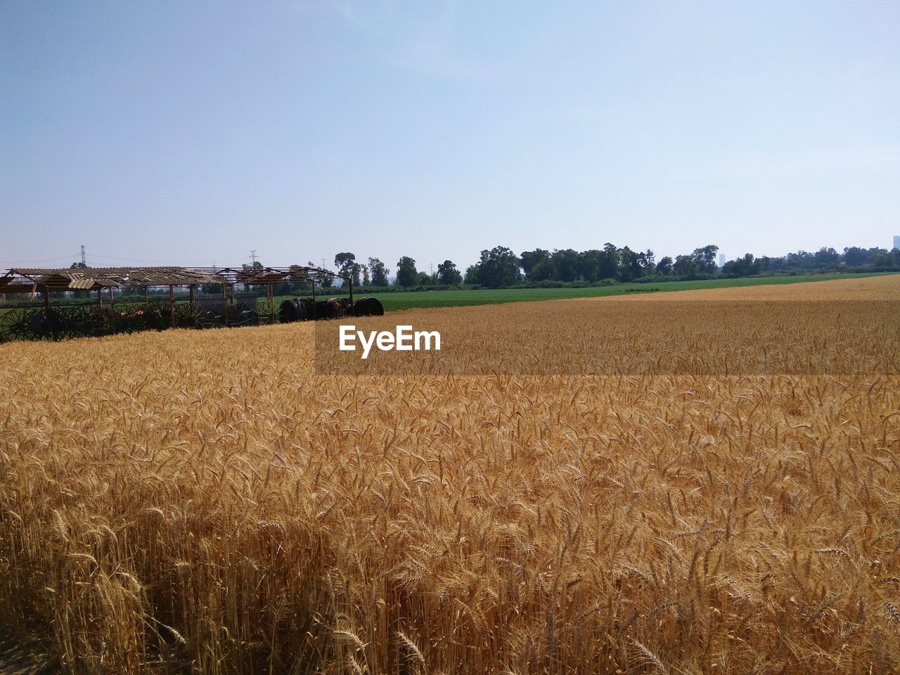 FIELD AGAINST CLEAR SKY