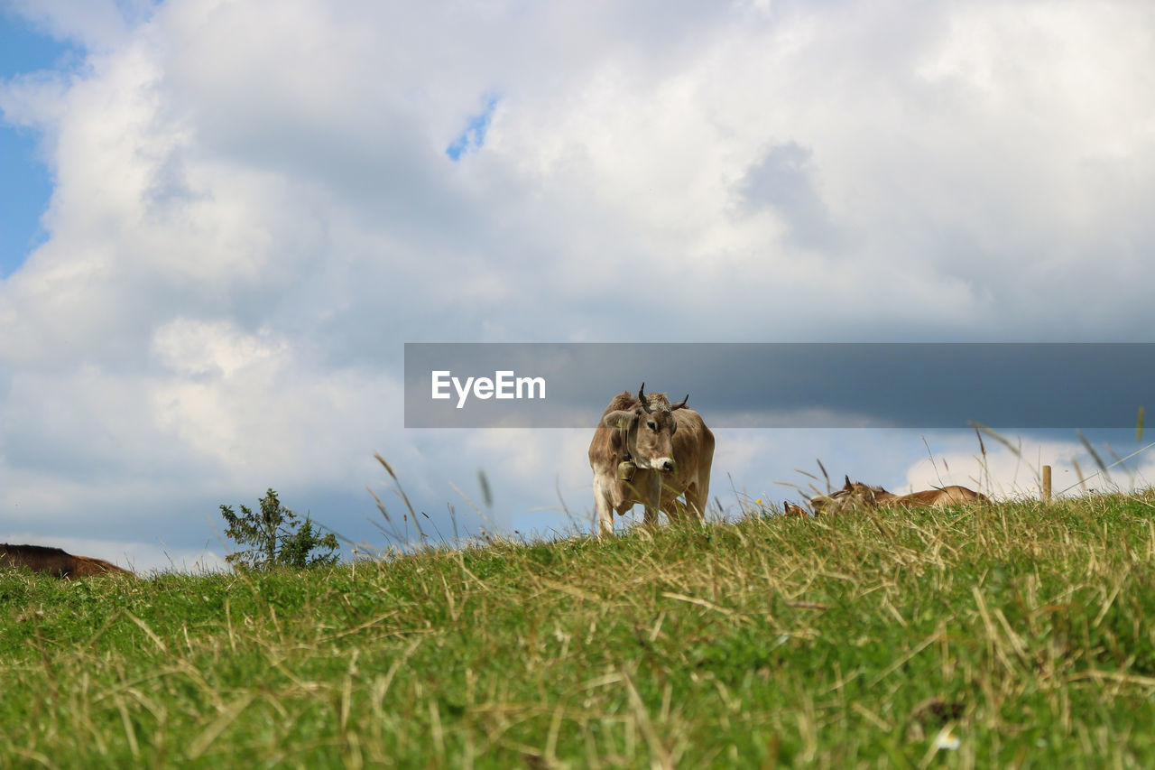 VIEW OF DOG ON GRASSY FIELD