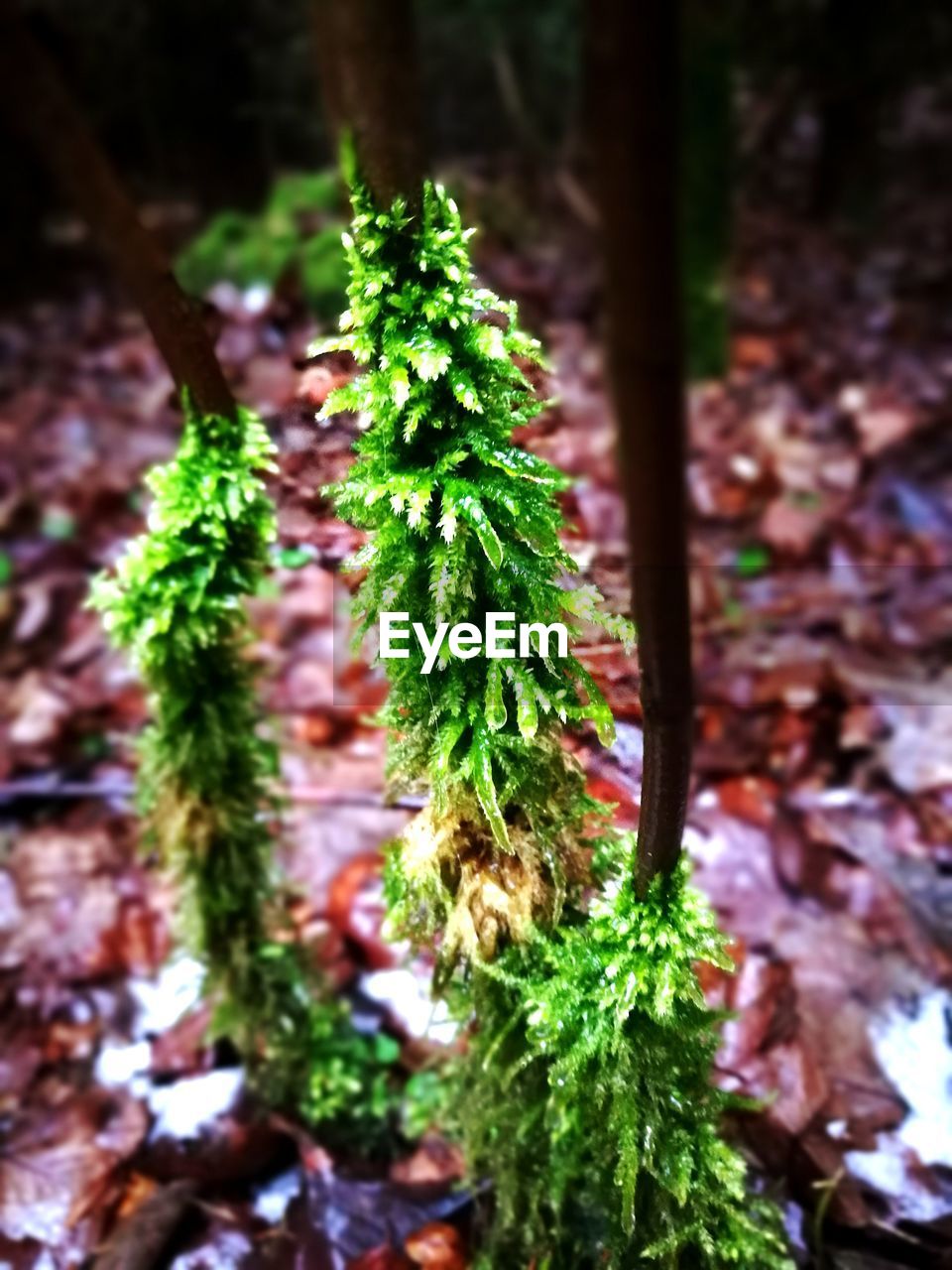 CLOSE-UP OF PLANTS