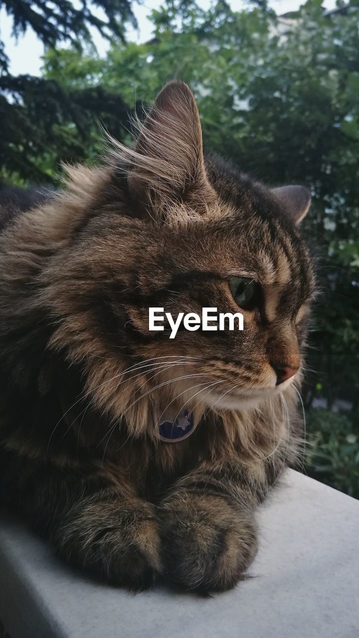 CLOSE-UP OF CAT SITTING OUTDOORS