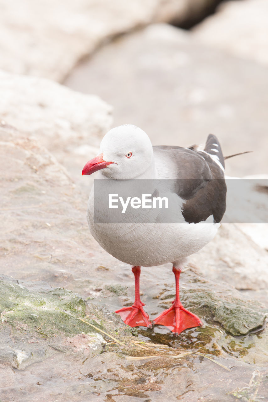 CLOSE-UP OF SEAGULL PERCHING ON ROCK OUTDOORS