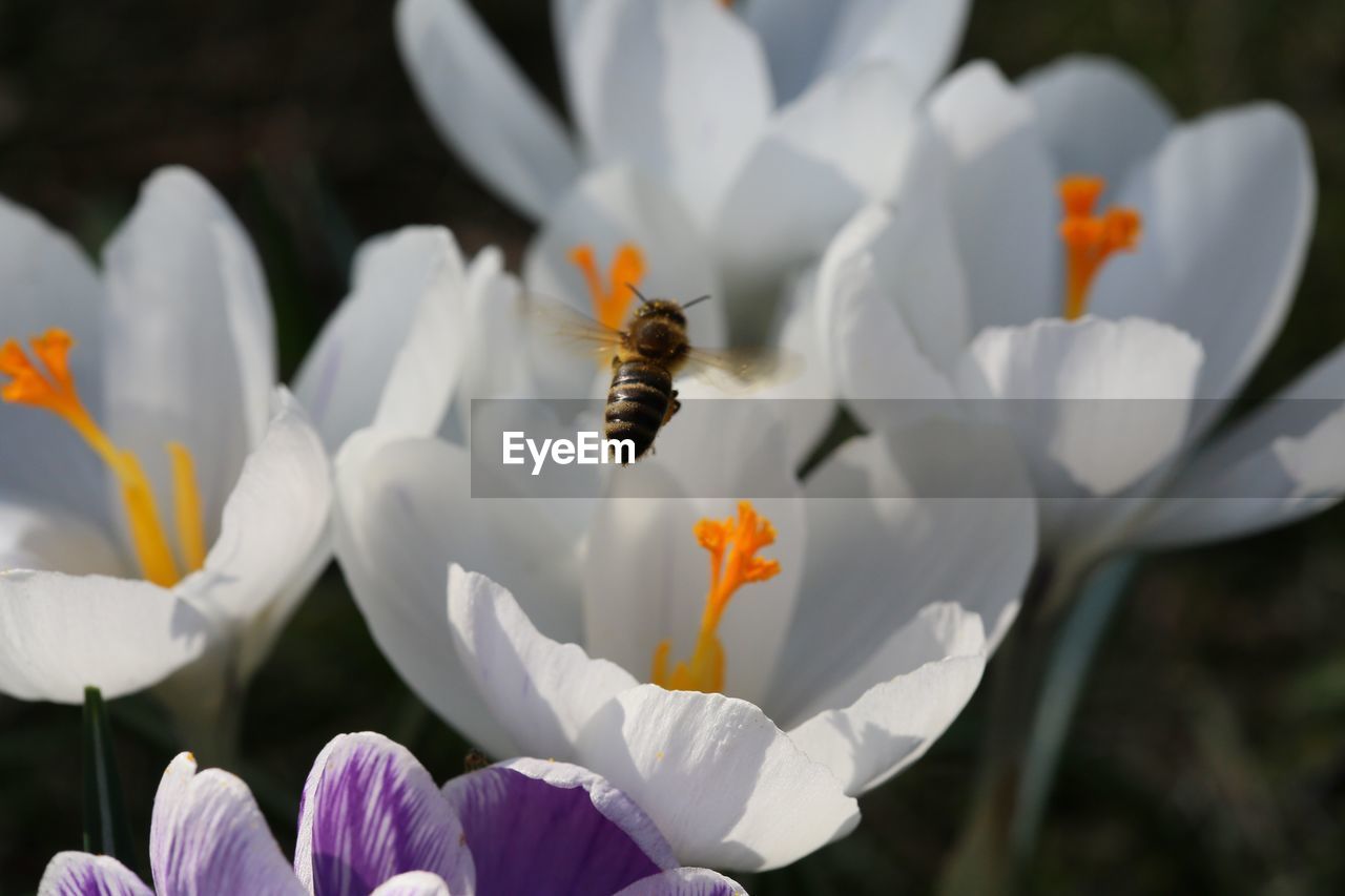 Close-up of honey bee pollinating flower