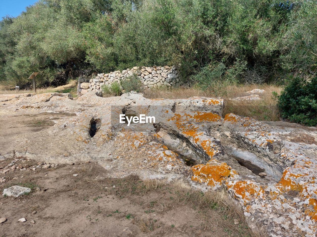 plant, tree, nature, no people, day, land, growth, geology, tranquility, environment, outdoors, rock, landscape, non-urban scene, forest, scenics - nature, tranquil scene, field