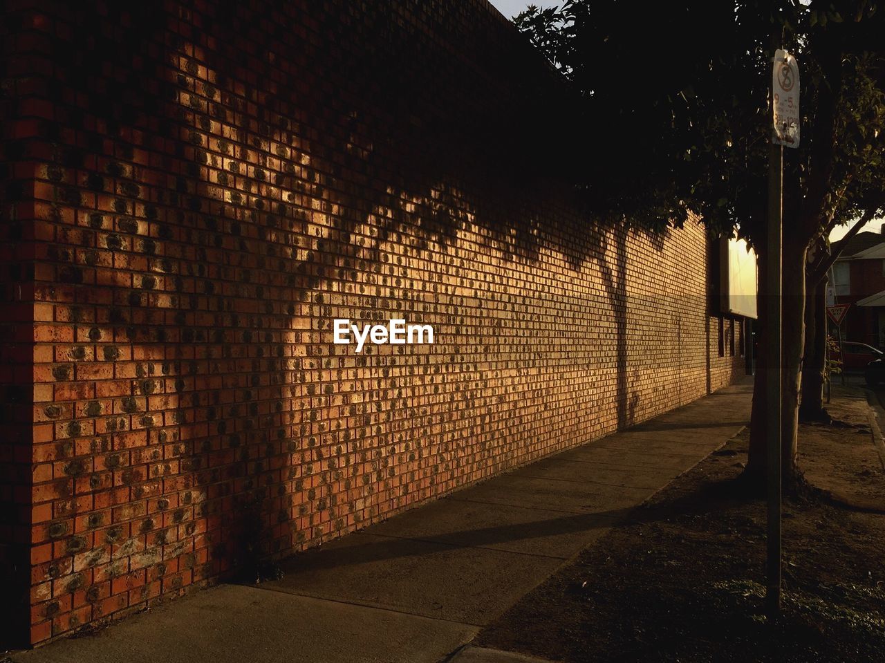 Shadow of tree on wall during sunset