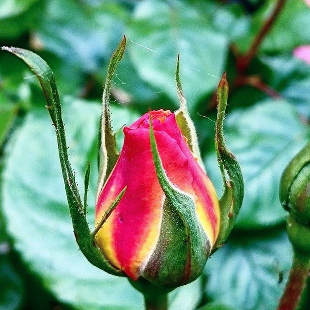 CLOSE-UP OF RED ROSE BLOOMING