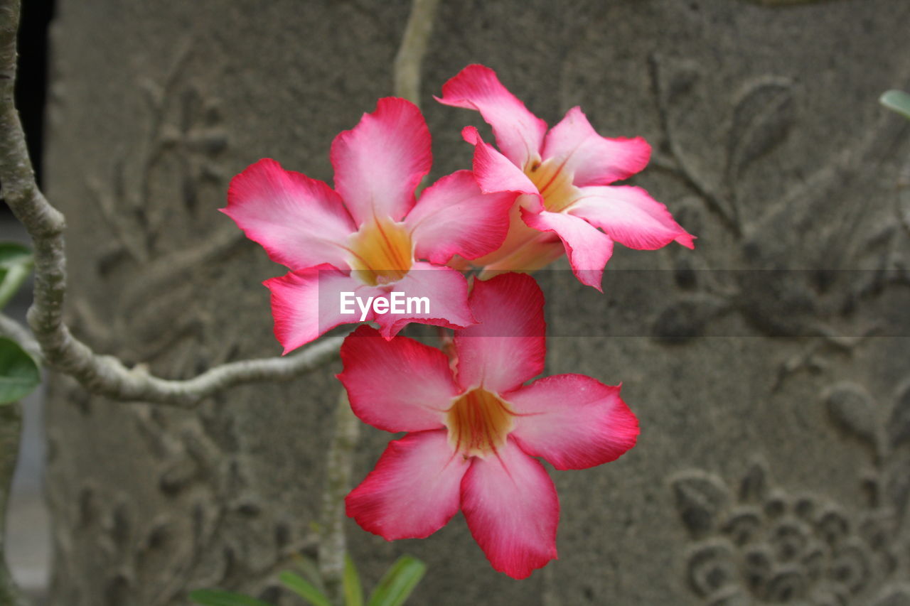 CLOSE-UP OF PINK FLOWERS BLOOMING