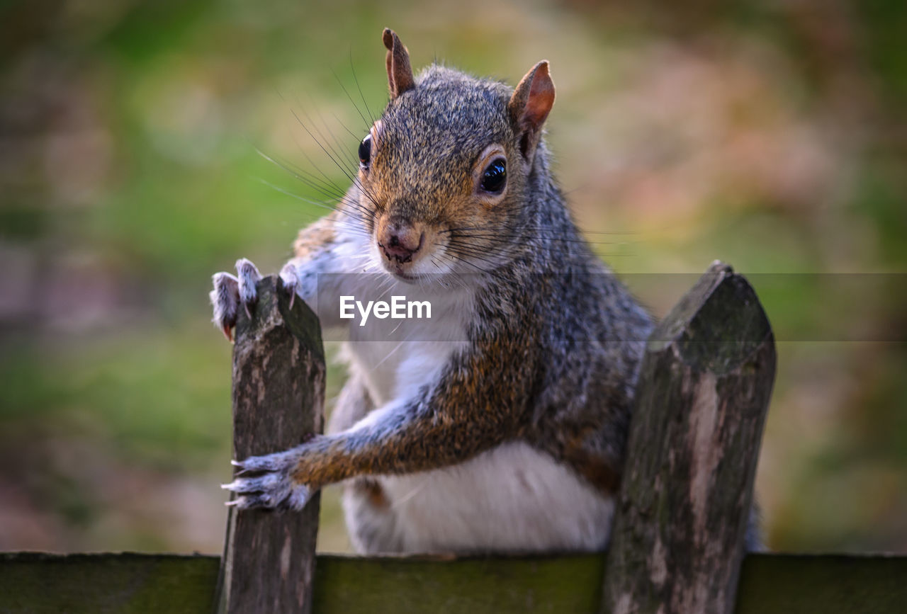 Close-up of squirrel on tree