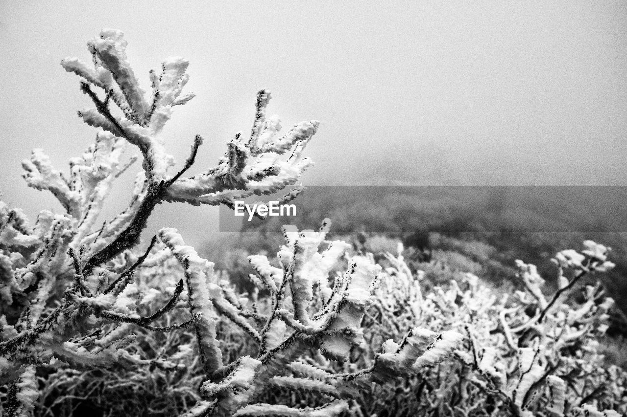 CLOSE-UP OF SNOW COVERED PLANTS