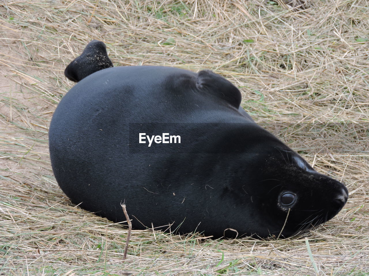 BLACK HORSE ON FIELD