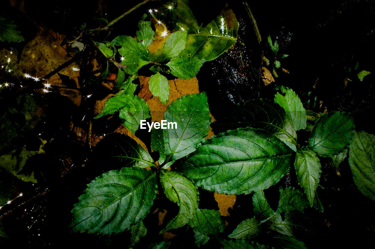 CLOSE-UP OF FRESH PLANT WITH WATER