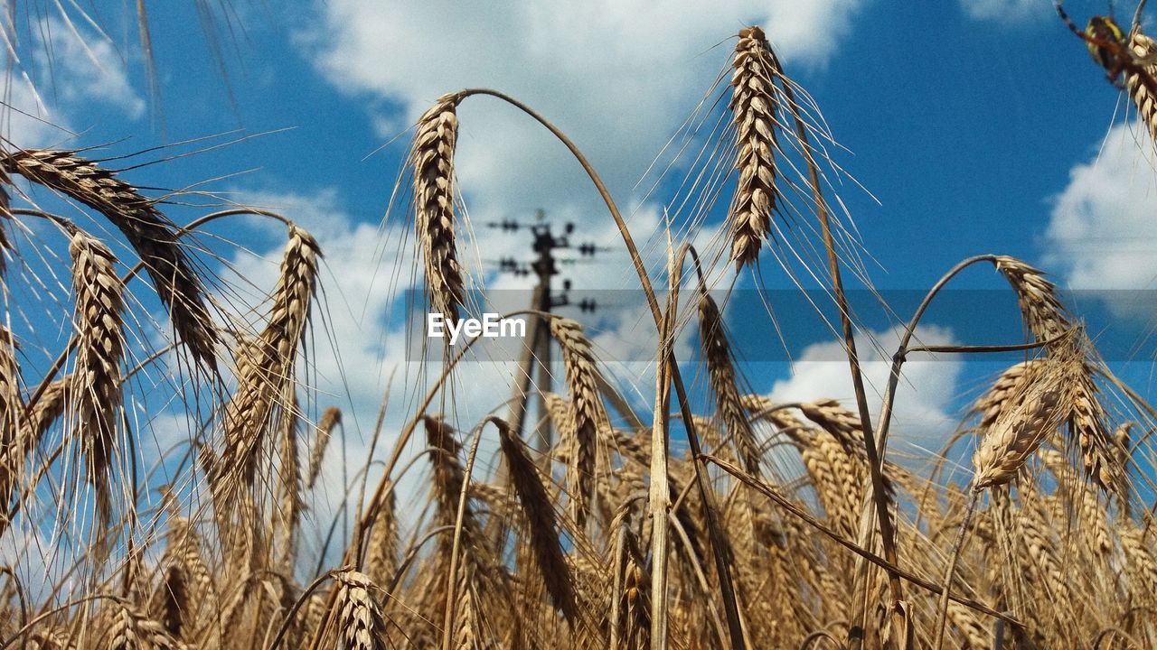 Low angle view of wheat crop against sky on sunny day