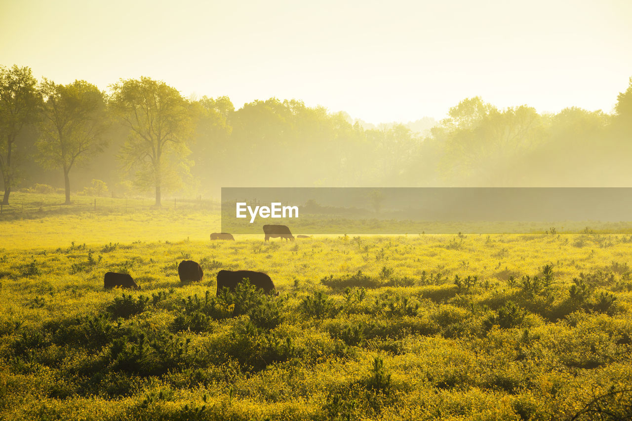 SCENIC VIEW OF SHEEP GRAZING ON FIELD