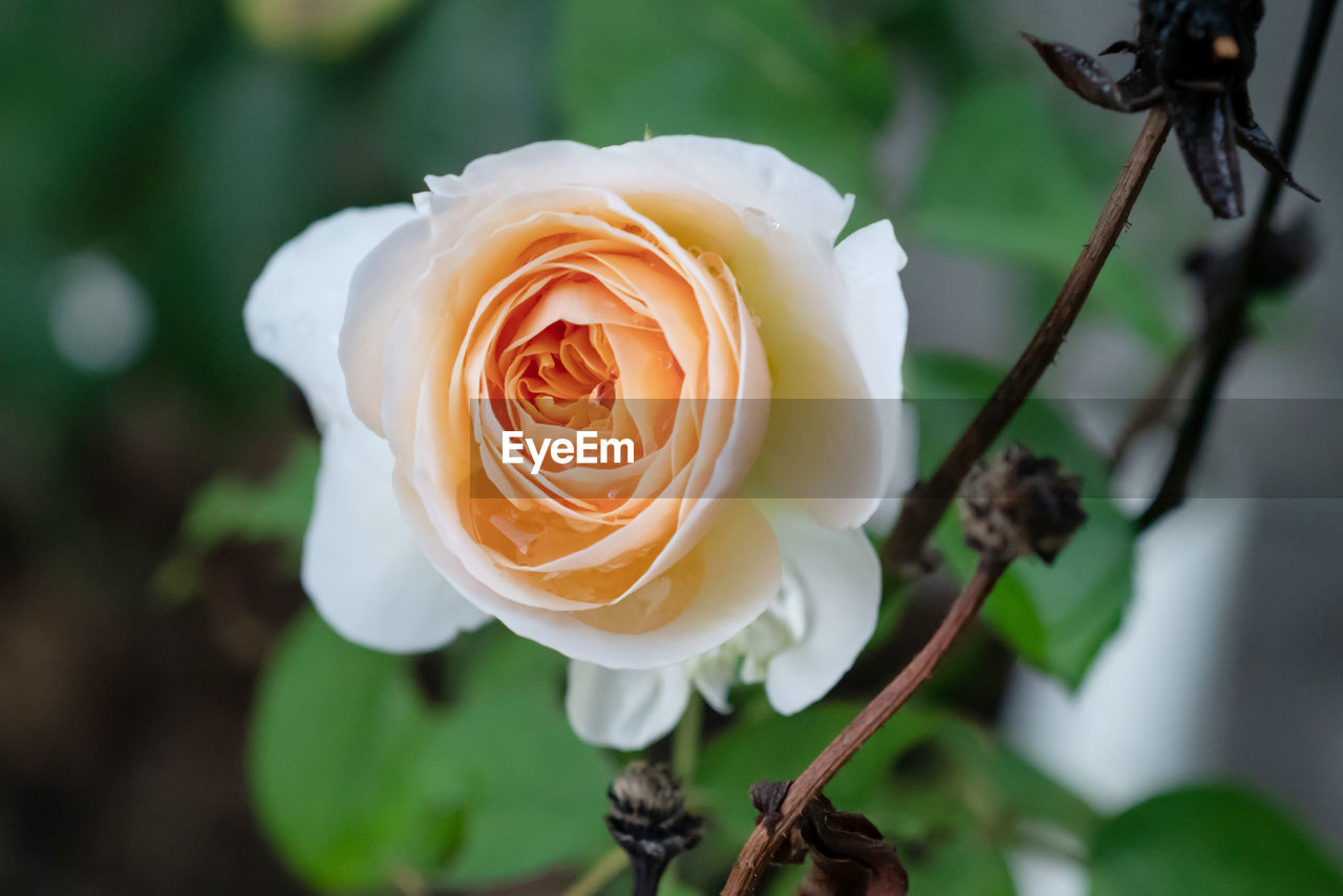 plant, flower, flowering plant, beauty in nature, rose, nature, close-up, freshness, petal, flower head, fragility, inflorescence, macro photography, white, yellow, focus on foreground, garden roses, no people, leaf, plant part, plant stem, growth, outdoors, springtime, blossom