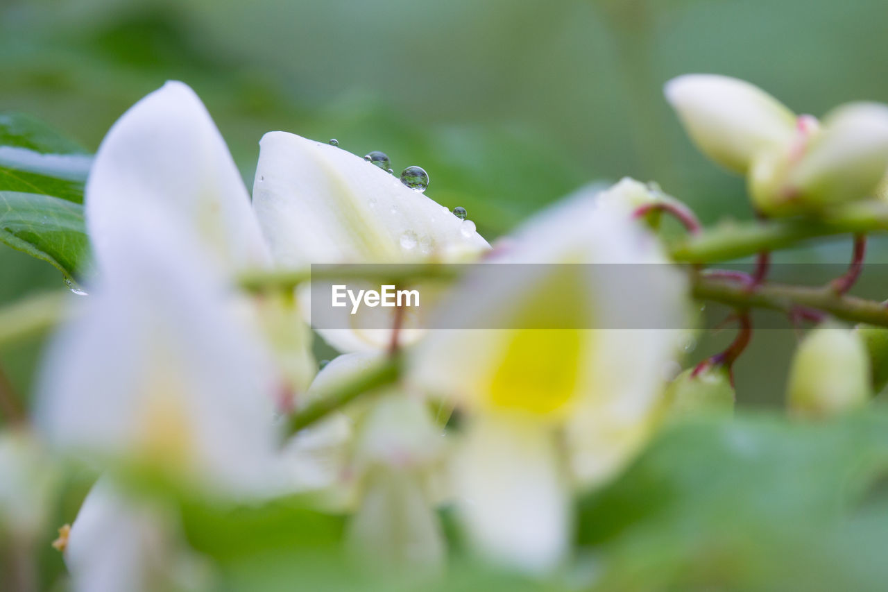 plant, flower, flowering plant, blossom, freshness, beauty in nature, nature, selective focus, green, macro photography, close-up, growth, no people, fragility, wildflower, springtime, petal, outdoors, white, day, flower head, food, food and drink, yellow, inflorescence, leaf, plant part, branch, bud