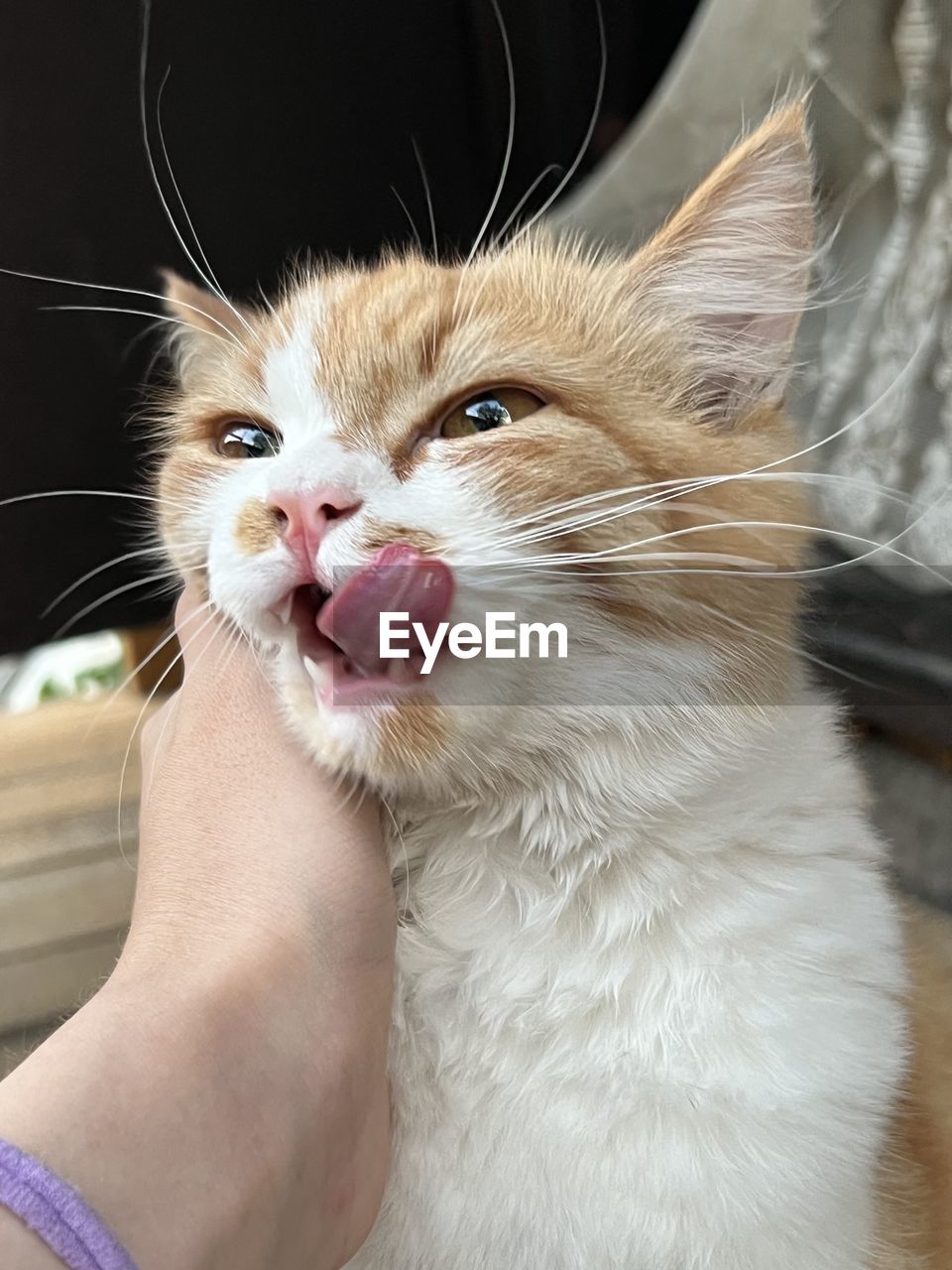 animal, animal themes, pet, domestic animals, mammal, one animal, cat, domestic cat, feline, whiskers, nose, animal body part, felidae, small to medium-sized cats, skin, close-up, indoors, animal hair, hand, cute, kitten, young animal, one person, facial expression, yawning, animal head, portrait