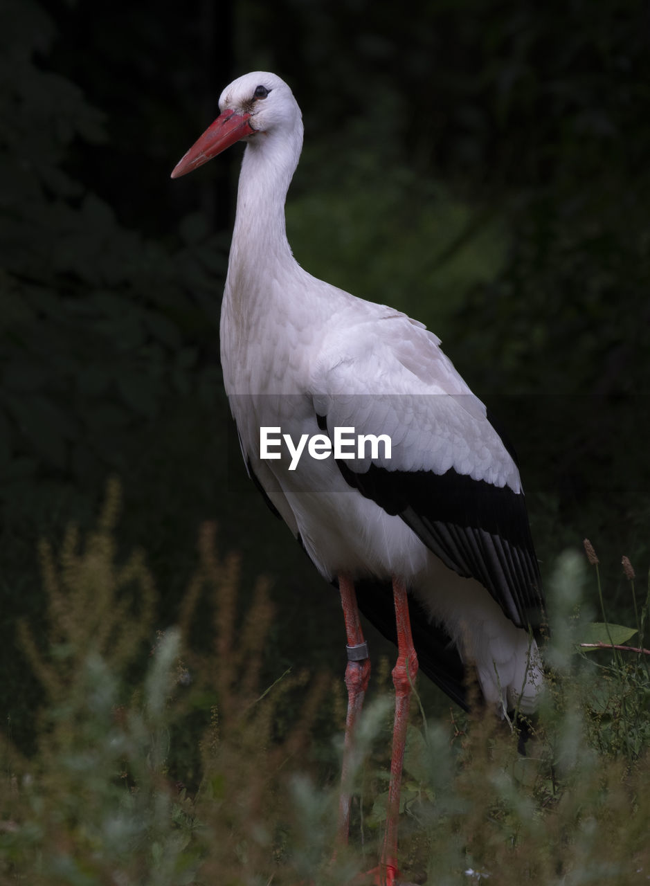 Close-up of stork perching on field